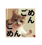 いくらが物申す（個別スタンプ：1）