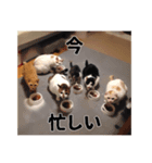 いくらが物申す（個別スタンプ：6）