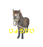 今日もかわいいくろちゃん（個別スタンプ：2）