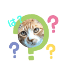 とら猫   とらさん（個別スタンプ：6）