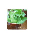 ナチュラル可愛い（個別スタンプ：13）