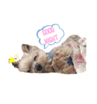 ヨーキーぽろんのEVERY DAY（個別スタンプ：2）