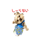 ヨーキーぽろんのEVERY DAY（個別スタンプ：3）