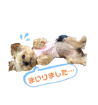 ヨーキーぽろんのEVERY DAY（個別スタンプ：8）