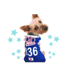 ヨーキー♡COCO②（個別スタンプ：3）