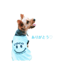 ヨーキー♡COCO②（個別スタンプ：5）