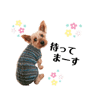 ヨーキー♡COCO②（個別スタンプ：10）