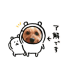 ヨーキー♡COCO②（個別スタンプ：11）