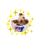 ヨーキー♡COCO②（個別スタンプ：12）