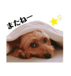 ヨーキー♡COCO②（個別スタンプ：23）