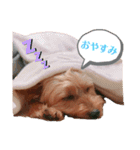 ヨーキー♡COCO②（個別スタンプ：24）