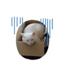 ぼくはしろ。Ⅱ（個別スタンプ：1）