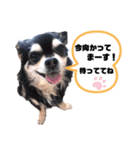 ミシェルトイ翔くん（個別スタンプ：11）