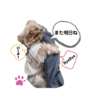 ミシェルトイ翔くん（個別スタンプ：16）