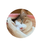 くつろぎにゃんこ（個別スタンプ：6）
