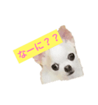 日常スタン部！ 愛犬きくの日常スタンプ1（個別スタンプ：1）