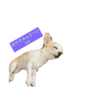 日常スタン部！ 愛犬きくの日常スタンプ1（個別スタンプ：2）