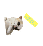 日常スタン部！ 愛犬きくの日常スタンプ1（個別スタンプ：3）