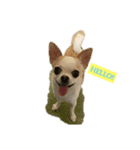 日常スタン部！ 愛犬きくの日常スタンプ1（個別スタンプ：5）