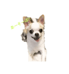 日常スタン部！ 愛犬きくの日常スタンプ1（個別スタンプ：6）