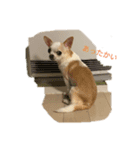 日常スタン部！ 愛犬きくの日常スタンプ1（個別スタンプ：7）