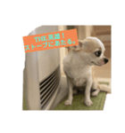 日常スタン部！ 愛犬きくの日常スタンプ1（個別スタンプ：8）