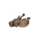 キンカチョウ3兄弟 ヒナver.（個別スタンプ：7）