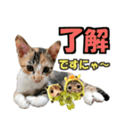ゆかいなにゃんこ8★猫のゆるい敬語★（個別スタンプ：1）
