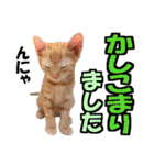 ゆかいなにゃんこ8★猫のゆるい敬語★（個別スタンプ：2）