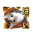 ゆかいなにゃんこ8★猫のゆるい敬語★（個別スタンプ：4）