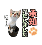 ゆかいなにゃんこ8★猫のゆるい敬語★（個別スタンプ：5）