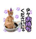 ゆかいなにゃんこ8★猫のゆるい敬語★（個別スタンプ：6）
