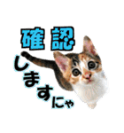 ゆかいなにゃんこ8★猫のゆるい敬語★（個別スタンプ：7）