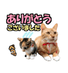 ゆかいなにゃんこ8★猫のゆるい敬語★（個別スタンプ：8）