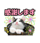 ゆかいなにゃんこ8★猫のゆるい敬語★（個別スタンプ：10）