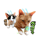 ゆかいなにゃんこ8★猫のゆるい敬語★（個別スタンプ：11）