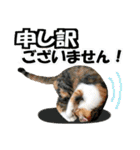 ゆかいなにゃんこ8★猫のゆるい敬語★（個別スタンプ：12）