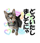 ゆかいなにゃんこ8★猫のゆるい敬語★（個別スタンプ：13）