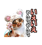 ゆかいなにゃんこ8★猫のゆるい敬語★（個別スタンプ：14）