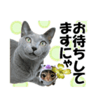 ゆかいなにゃんこ8★猫のゆるい敬語★（個別スタンプ：15）