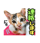 ゆかいなにゃんこ8★猫のゆるい敬語★（個別スタンプ：16）