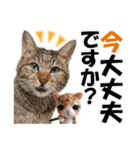 ゆかいなにゃんこ8★猫のゆるい敬語★（個別スタンプ：17）
