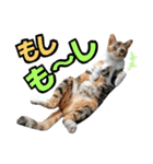 ゆかいなにゃんこ8★猫のゆるい敬語★（個別スタンプ：18）