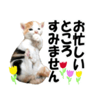 ゆかいなにゃんこ8★猫のゆるい敬語★（個別スタンプ：19）
