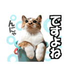 ゆかいなにゃんこ8★猫のゆるい敬語★（個別スタンプ：20）