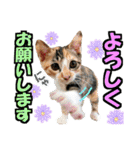 ゆかいなにゃんこ8★猫のゆるい敬語★（個別スタンプ：21）