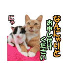 ゆかいなにゃんこ8★猫のゆるい敬語★（個別スタンプ：22）