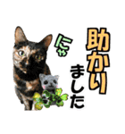 ゆかいなにゃんこ8★猫のゆるい敬語★（個別スタンプ：25）
