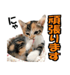 ゆかいなにゃんこ8★猫のゆるい敬語★（個別スタンプ：26）