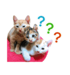 ゆかいなにゃんこ8★猫のゆるい敬語★（個別スタンプ：27）